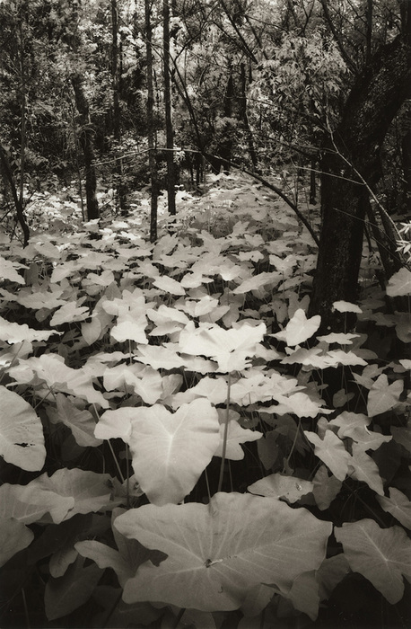 Mocassin lake state park leaves clearwater florida Mocassin lake state park leaves clearwater florida