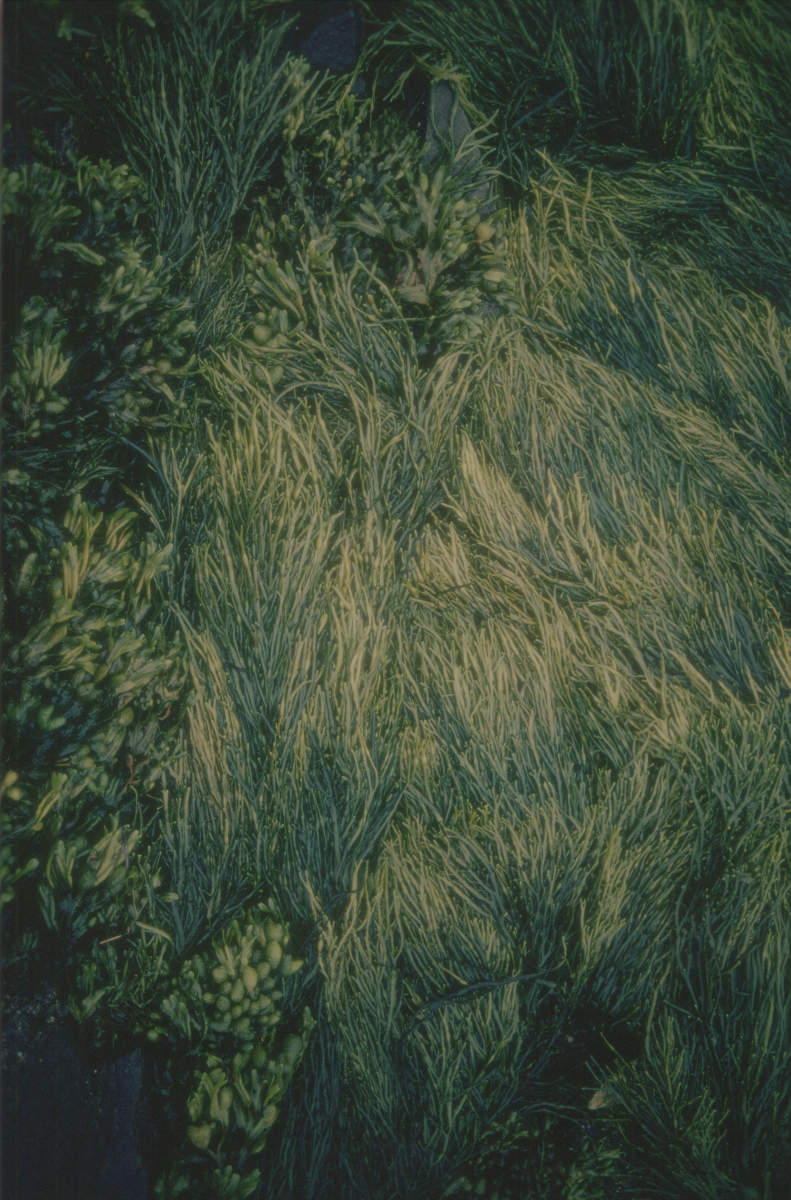 Atlantic Seaweed, Maine