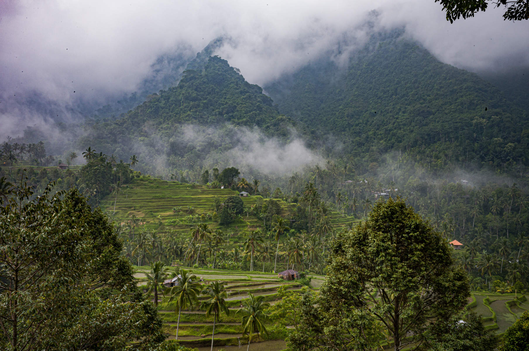 BatuAyaRiceFieldsLemukih.9040, Bali