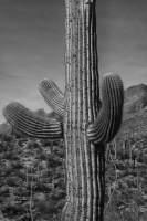 © Charlie Liggett Photography