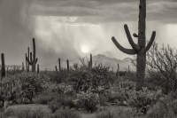 © Charlie Liggett Photography