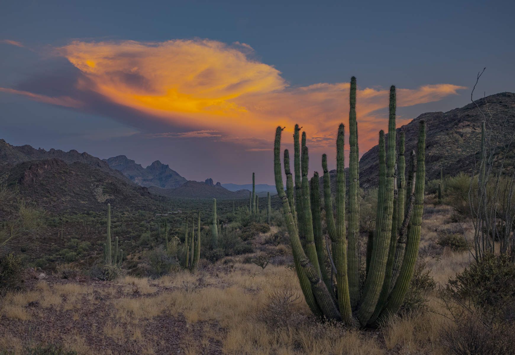Organ Pipe Cactus National Monument.9526