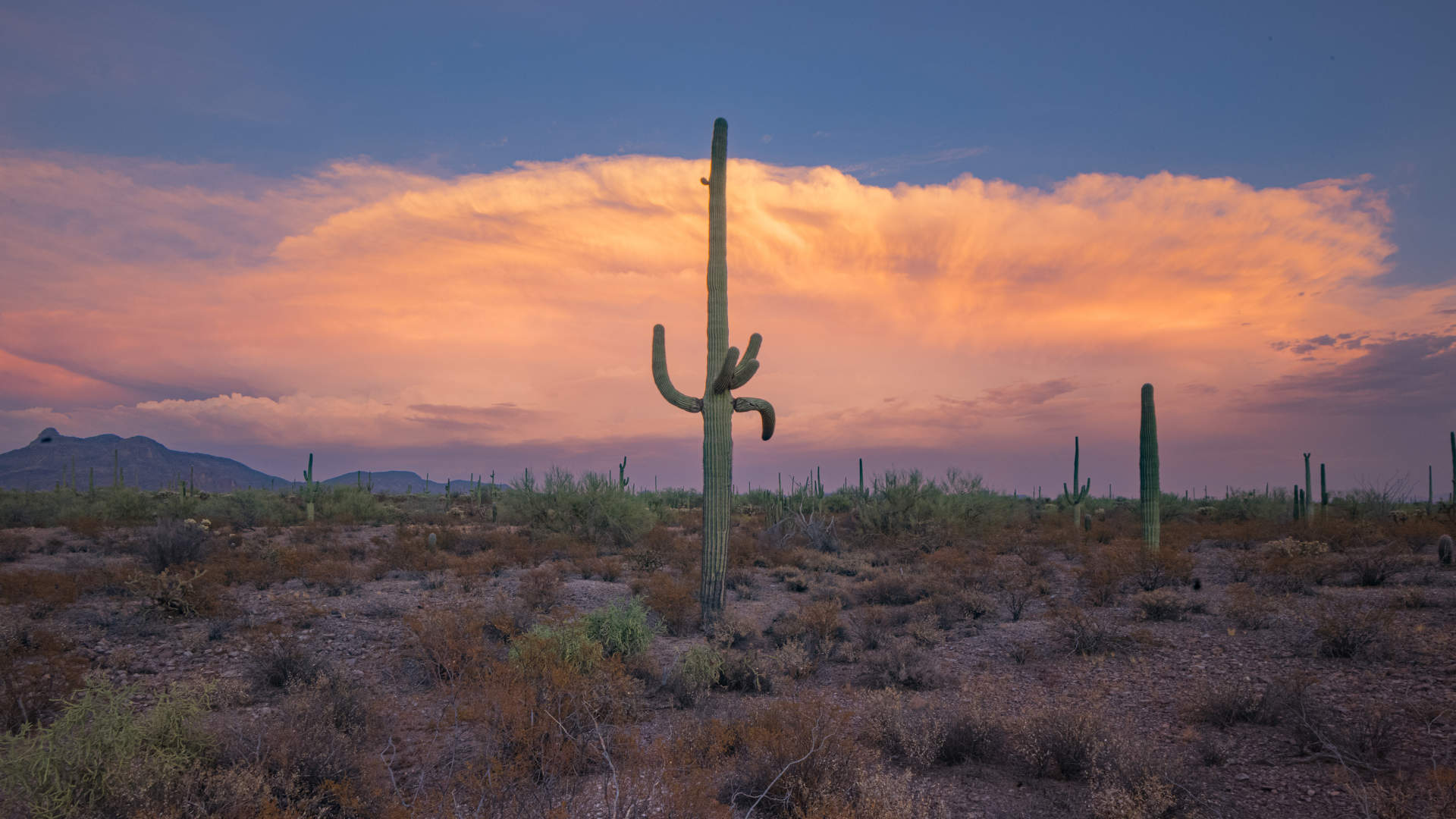 Organ Pipe Cactus National Monument.9714