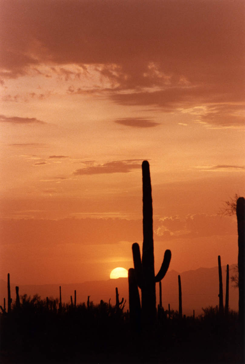Saguaro National Monument West Sunset