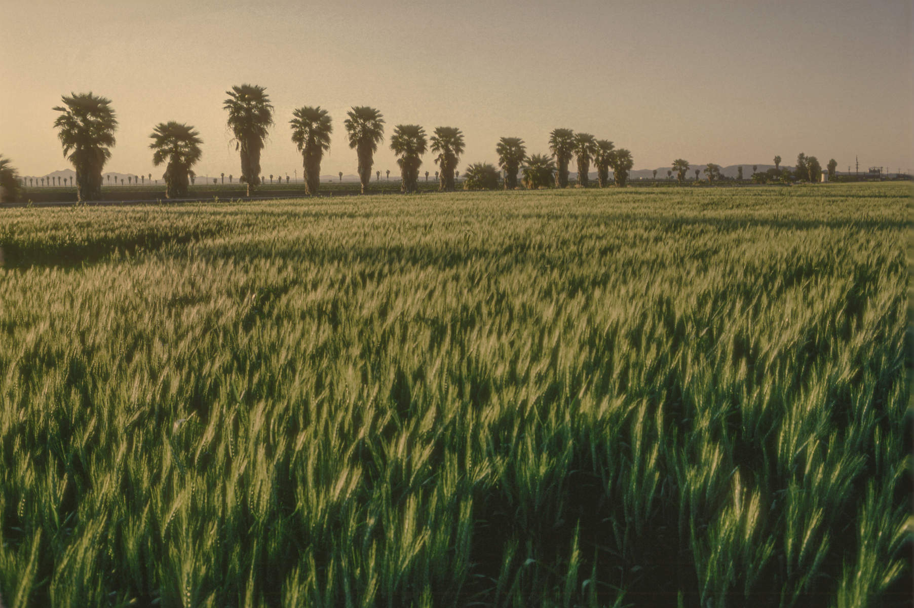 Wheat field, Yuma, Arizona