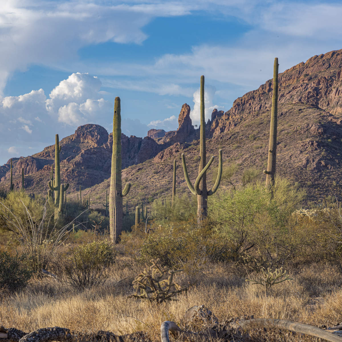 Organ Pipe Cactus National Monument.9646